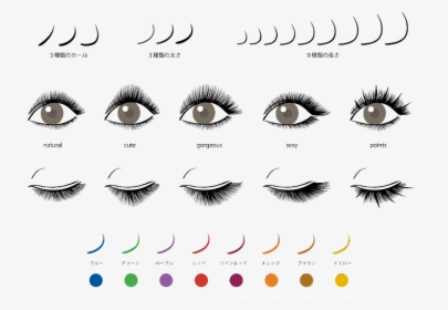 Different Types Of Eyelash Extension Looks, HD Png Download, Transparent PNG