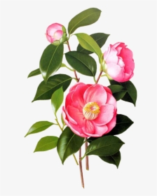 #flower #pink #spring #png #overlay #free #kpopedit - Camellia Botanical Illustration, Transparent Png, Transparent PNG