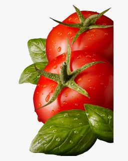 Tomato Png - Tomatoepng, Transparent Png, Transparent PNG