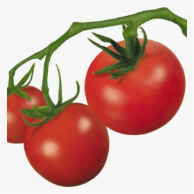 Pin Tomato Clip Art On Pinterest - Transparent Real Background Tomato, HD Png Download, Transparent PNG