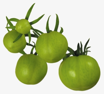 Tomato Png Free Download - Green Tomato Png, Transparent Png, Transparent PNG