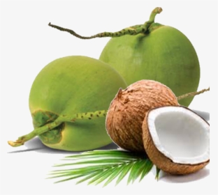 We Are Able To Ensure Stability In Our Supply Chain - Tender Coconut Png, Transparent Png, Transparent PNG