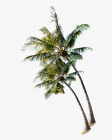 Summer Coconut On Tree The Beach Clipart - Coconut Tree With Coconut Png, Transparent Png, Transparent PNG