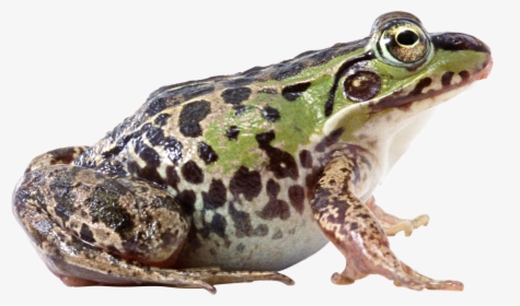 Frog Png Image - Frog Png, Transparent Png, Transparent PNG