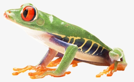 Frog Png - Red Eyed Tree Frog Png, Transparent Png, Transparent PNG