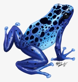 Poison Dart Frog Png Transparent Image - Blue Poison Dart Frog Drawing, Png Download, Transparent PNG