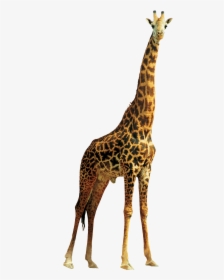 Giraffe High Quality Png - Transparent Background Giraffe Transparent, Png Download, Transparent PNG