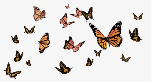 #ftestickers #butterflystickers #butterflies #butterfly - Flying Butterflies Transparent Background, HD Png Download, Transparent PNG