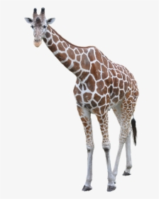 Free Download Of Giraffe Icon Png - Giraffe Transparent Background, Png Download, Transparent PNG