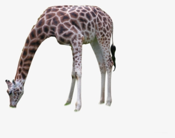Giraffe Png, Transparent Png, Transparent PNG