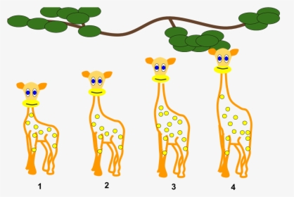 Lamarckian Inheritance- Giraffes - Animal Evolution Clipart, HD Png Download, Transparent PNG