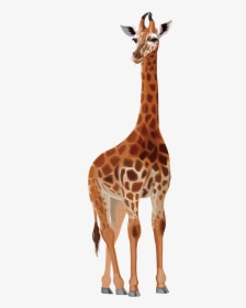 Northern Giraffe Deer Drawing Cartoon - Giraf Drawing Transparent, HD Png Download, Transparent PNG