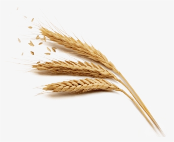 Harvest Rice Wheat Golden Free Download Png Hq Clipart - Wheat Grains Png Transparent, Png Download, Transparent PNG