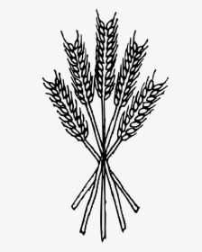 Wheat Png Black And White, Transparent Png, Transparent PNG