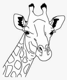 Giraffe Line Art Clip Arts - Giraffe Face Clipart Black And White, HD Png Download, Transparent PNG