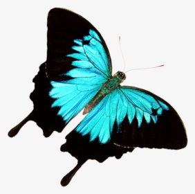 Butterfly World Â€“ Where 20,000 Exotic Butterflies - Transparent Ulysses Butterfly Png, Png Download, Transparent PNG