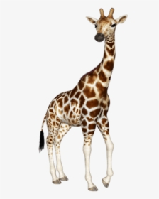 Download Images Background Toppng - Giraffe Png, Transparent Png, Transparent PNG