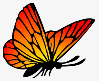 Butterfly Drawing Png, Transparent Png, Transparent PNG