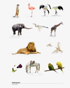 Wild Animals Png - Adaptation Of Terrestrial Animals, Transparent Png, Transparent PNG