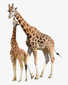 Reticulated Giraffe Stock Photography Baby Giraffes - Giraffe Stock, HD Png Download, Transparent PNG
