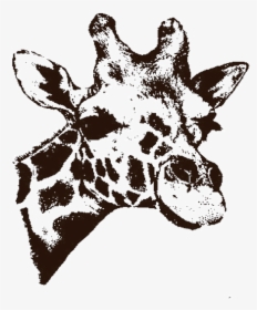 Drawing Of Giraffe, HD Png Download, Transparent PNG