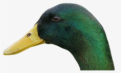 Duck, Drake, Bill, Bird, Water Bird, Animal, Duck Bird - Mallard, HD Png Download, Transparent PNG