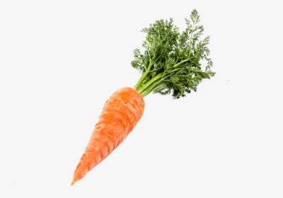 Single Carrot Png Image - Transparent Background Carrot Png, Png Download, Transparent PNG