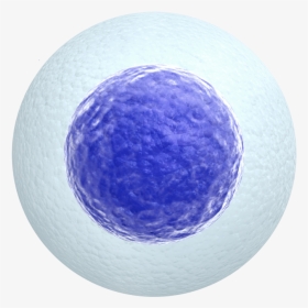 Egg Cell White Background, HD Png Download, Transparent PNG