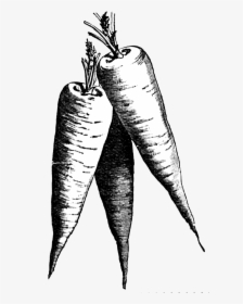 Carrot Black And White Clip Art - Carrot Black And White, HD Png Download, Transparent PNG