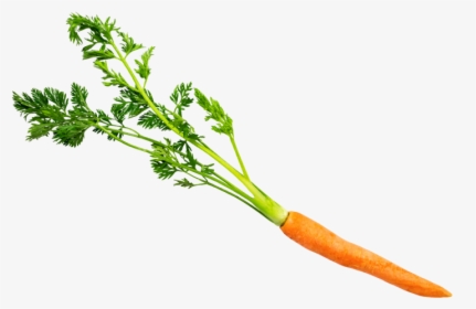 Carrot With Leaves - Carrot, HD Png Download, Transparent PNG