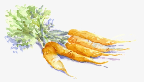 Transparent Carrot Png - Watercolor Carrots Transparent Background, Png Download, Transparent PNG