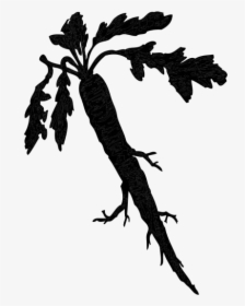 Carrot Png Transparent Images - Horseradish Clipart, Png Download, Transparent PNG