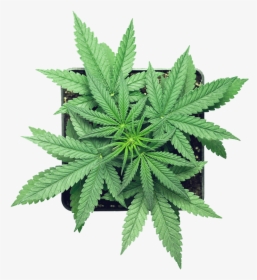 Canabis-leaf - Micron Yerba Cannabis, HD Png Download, Transparent PNG