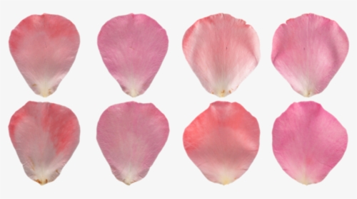 Rose Petal Pink Texture, HD Png Download, Transparent PNG