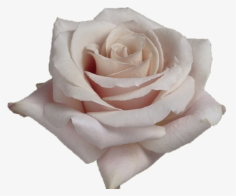 White Rose Petals Png -quicksand - Quicksand Rose, Transparent Png, Transparent PNG