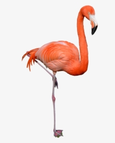 Flamingo Png Image - Flamingo Png, Transparent Png, Transparent PNG