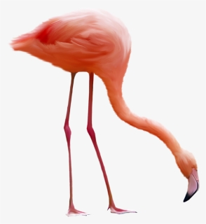 Flamingo Png - Flamingo Bird Png, Transparent Png, Transparent PNG
