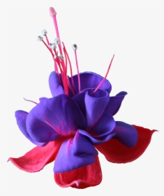 Lavender Freeze Dried Rose Petals - Flower, HD Png Download, Transparent PNG