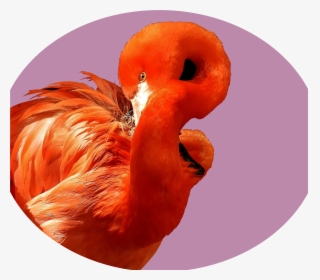 Transparent Flamingo Png - Color Scheme, Png Download, Transparent PNG