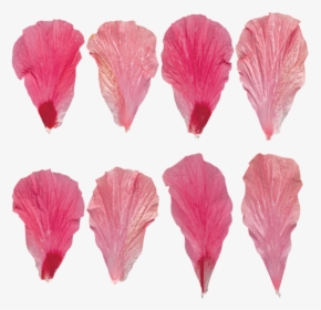 Transparent Flower Petal Textures, HD Png Download, Transparent PNG