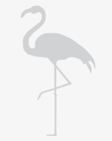 Flamingo Width 810&height - Greater Flamingo, HD Png Download, Transparent PNG