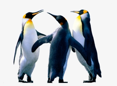 Penguin Png Background Image - Penguins Pict Win 7, Transparent Png, Transparent PNG