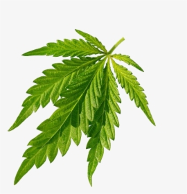 Cannabis Sativa Joint Leaf - Cannabis, HD Png Download, Transparent PNG