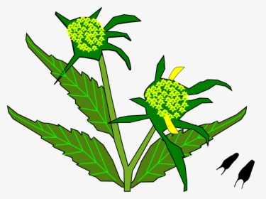 Plant,flora,leaf - Sunflower, HD Png Download, Transparent PNG