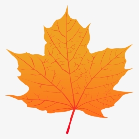 Maple Leaf - Maple Leaf Png Vector, Transparent Png, Transparent PNG