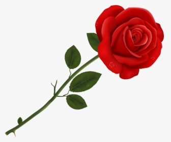 Lancaster Tea Red Rose Pizzeria Red Roses - Rose Clipart, HD Png Download, Transparent PNG