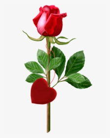 Beautiful Single Rose Red - Single Rose Image With Good Morning, HD Png Download, Transparent PNG