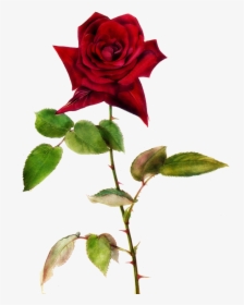 Red Rose Clipart One - Red Roses With Thorns Png, Transparent Png, Transparent PNG
