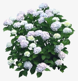 Flower Hydrangea Shrub Plant - Hydrangea Png, Transparent Png, Transparent PNG