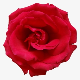 Rose Png Flower Beautiful Free - Dead Rose No Background, Transparent Png, Transparent PNG